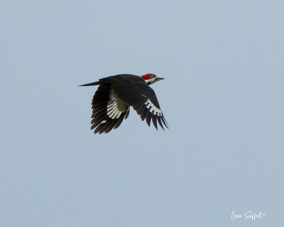 Pileated Woodpecker - ML609082385
