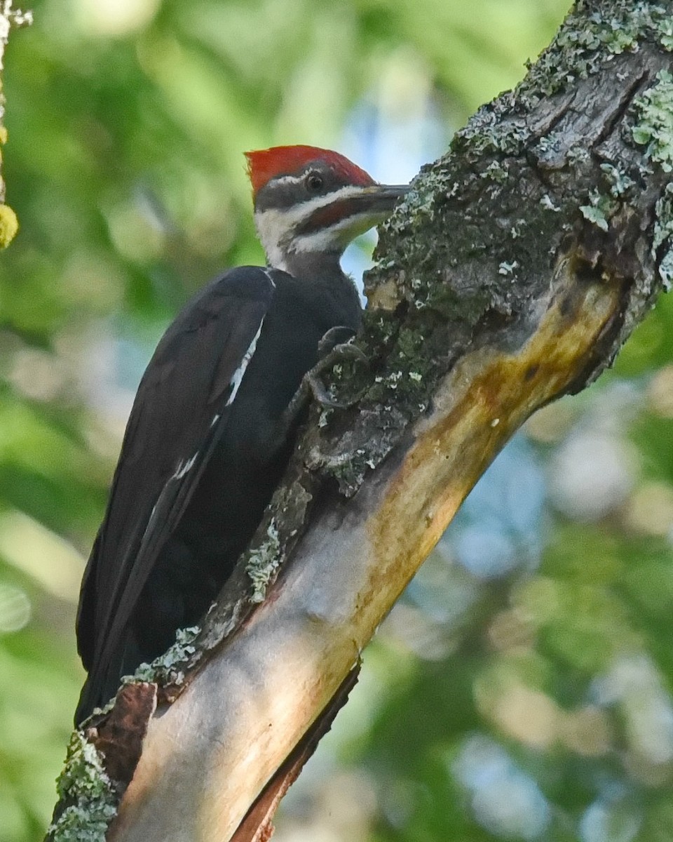 Pileated Woodpecker - ML609082798