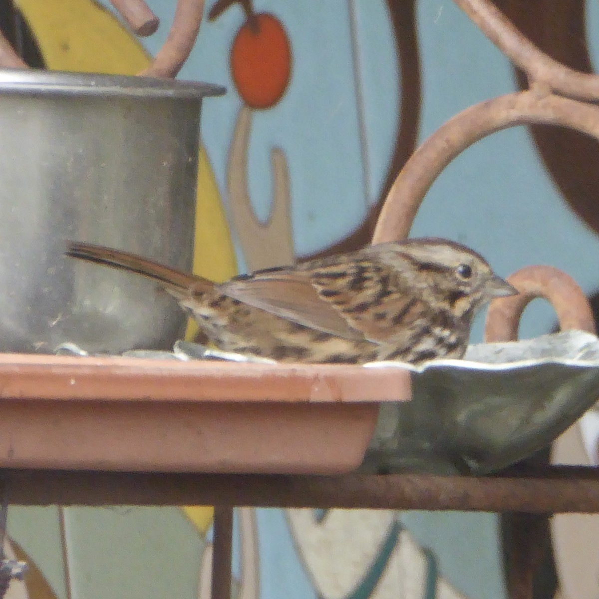 Song Sparrow - ML609082843