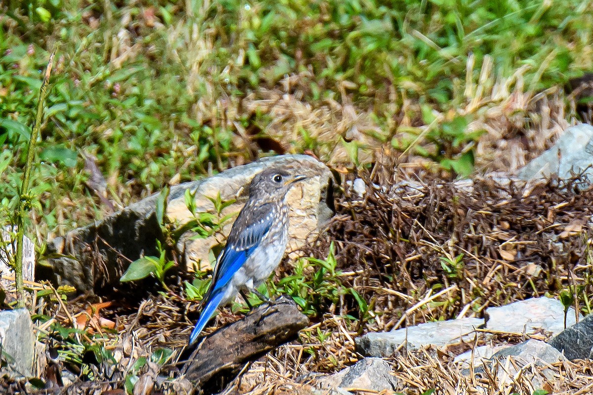 Eastern Bluebird - ML609082868