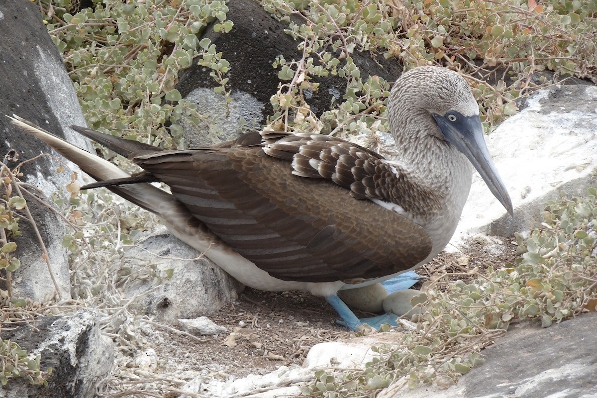 Blue-footed Booby - ML609082966