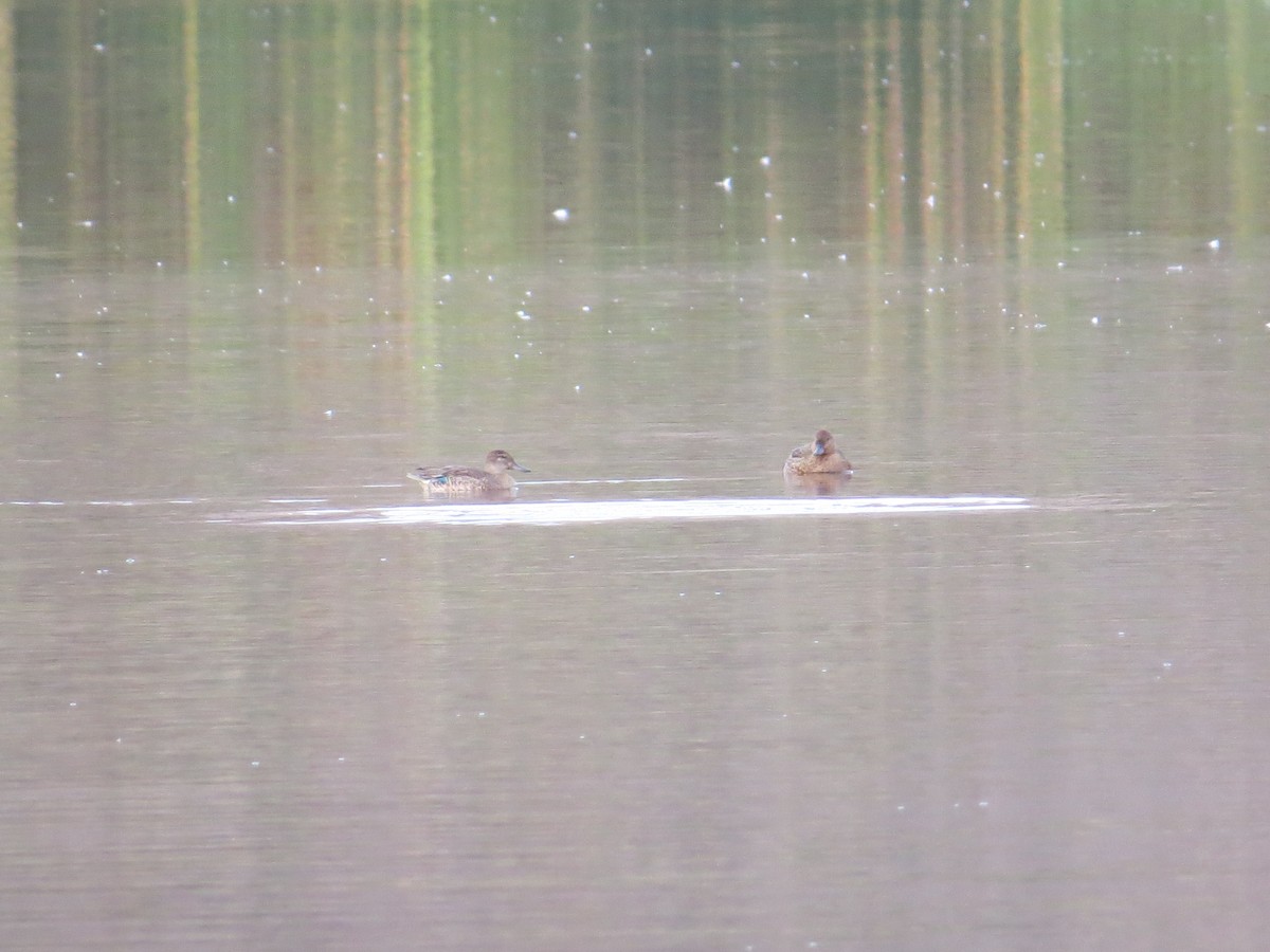 Green-winged Teal - ML609083072