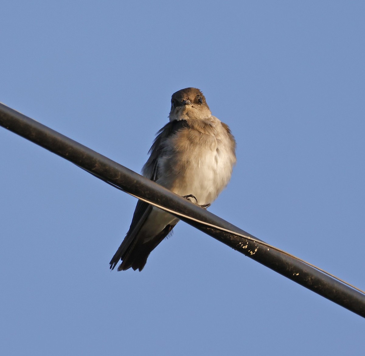 Northern Rough-winged Swallow - ML609083230