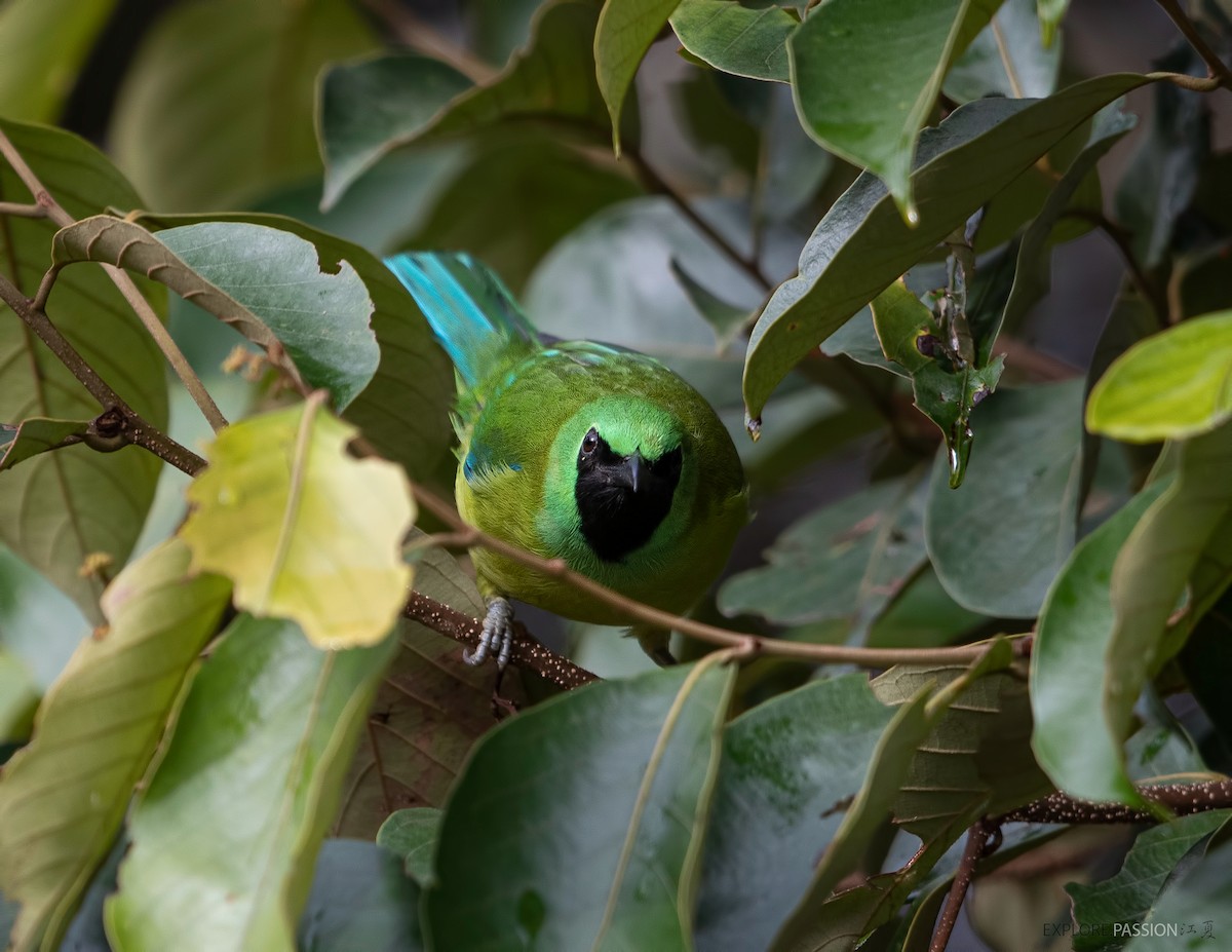 Bornean Leafbird - ML609083246