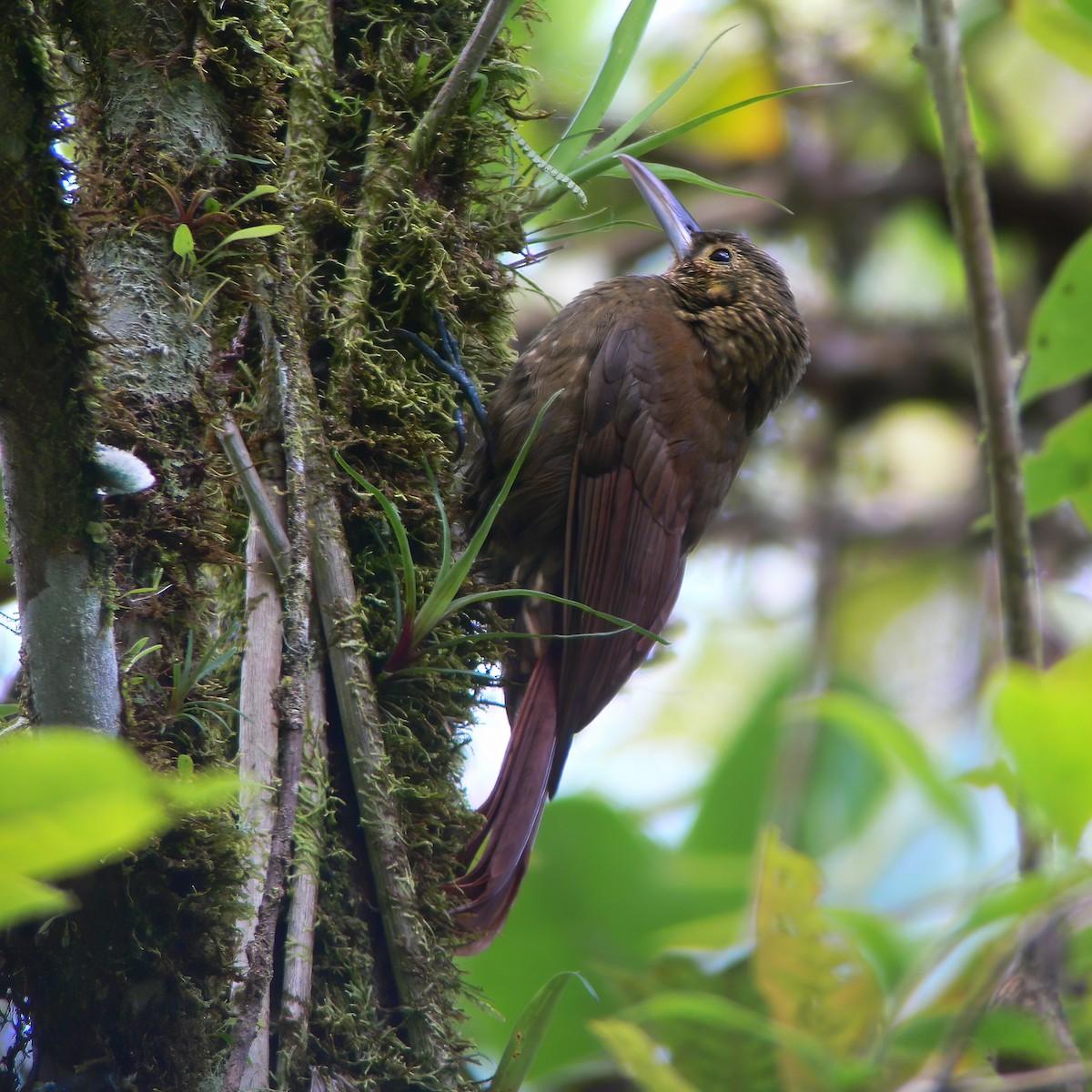 Spotted Woodcreeper - ML609083560