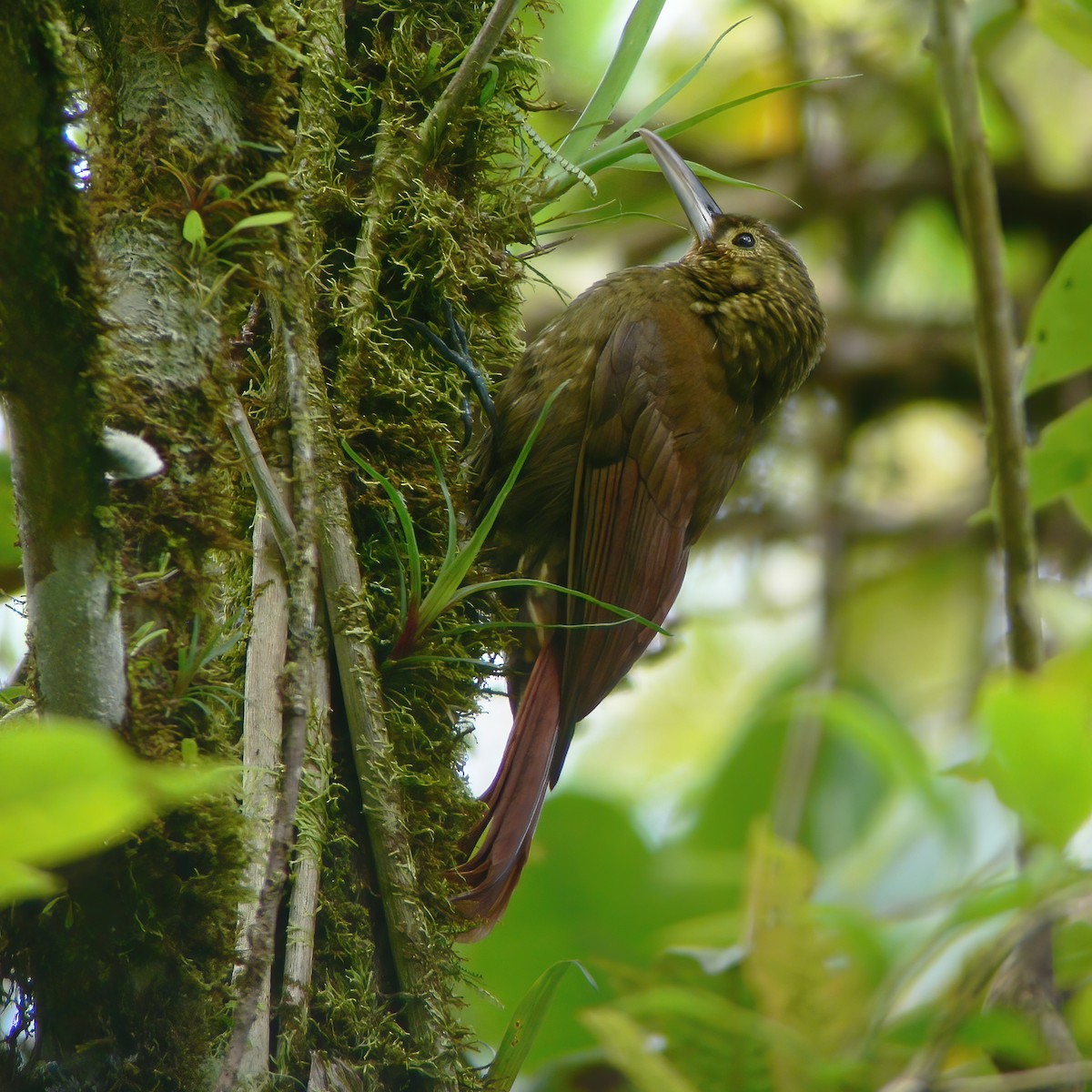 Spotted Woodcreeper - ML609083561