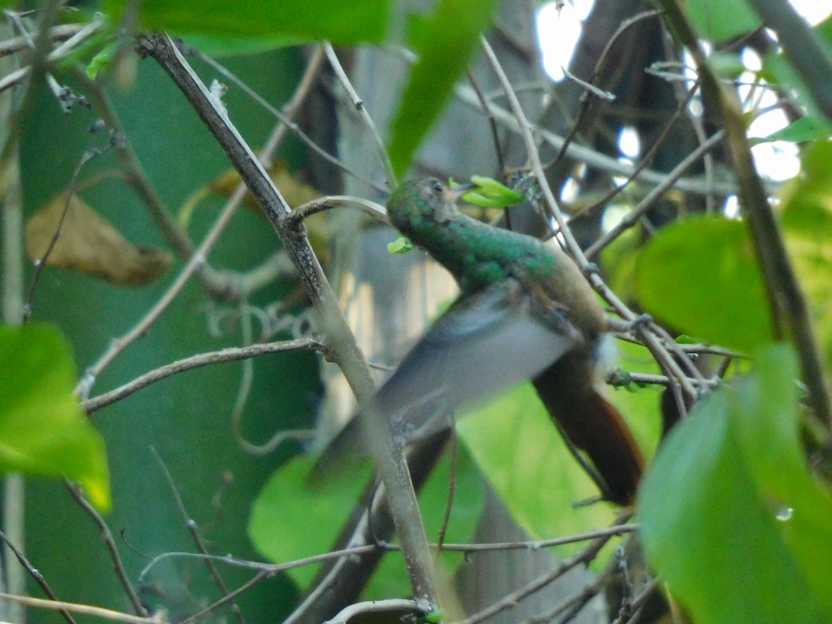 Buff-bellied Hummingbird - ML609083800