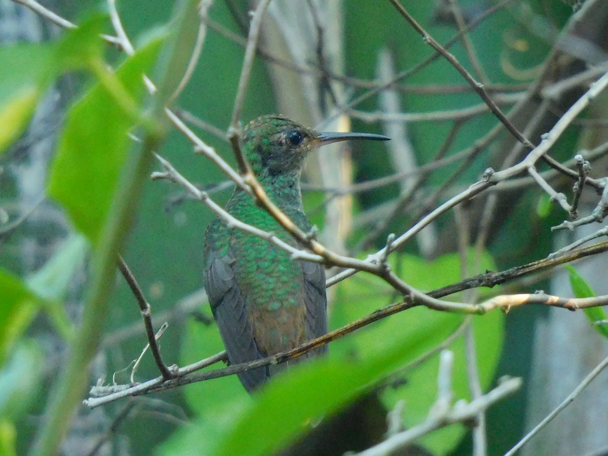 Buff-bellied Hummingbird - ML609083859