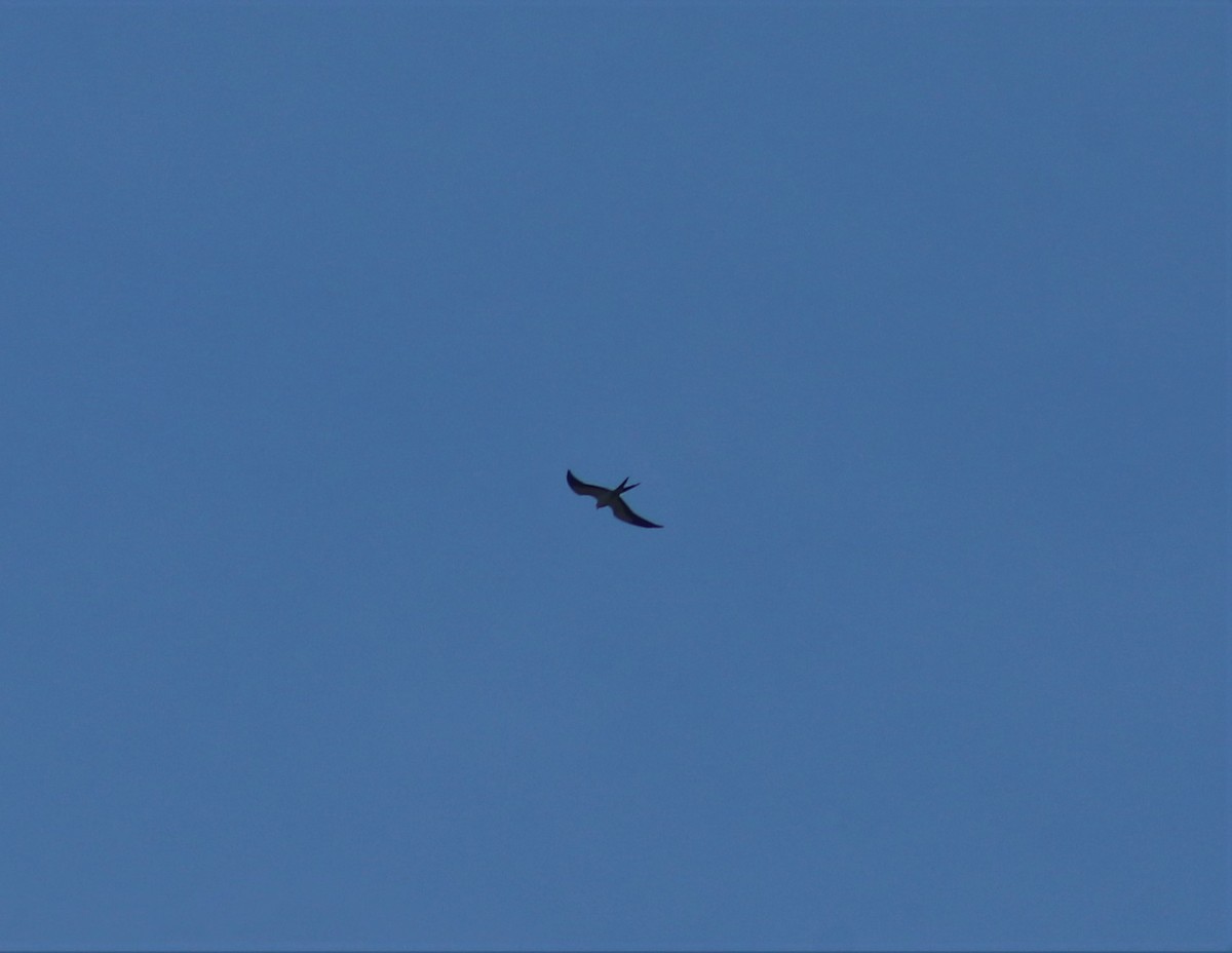 Swallow-tailed Kite - ML609083953