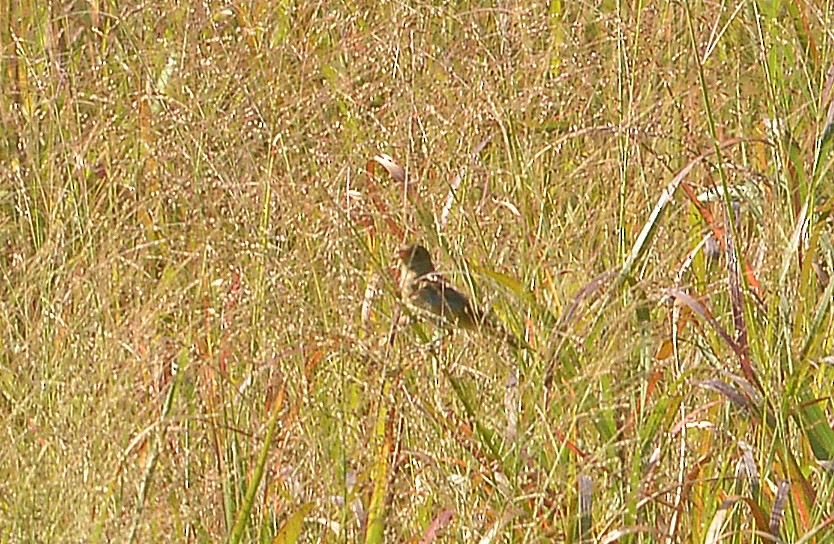 Field Sparrow - ML609084213