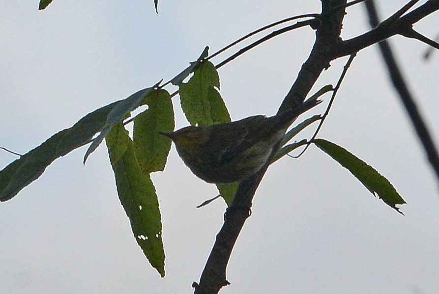 Cape May Warbler - ML609084221