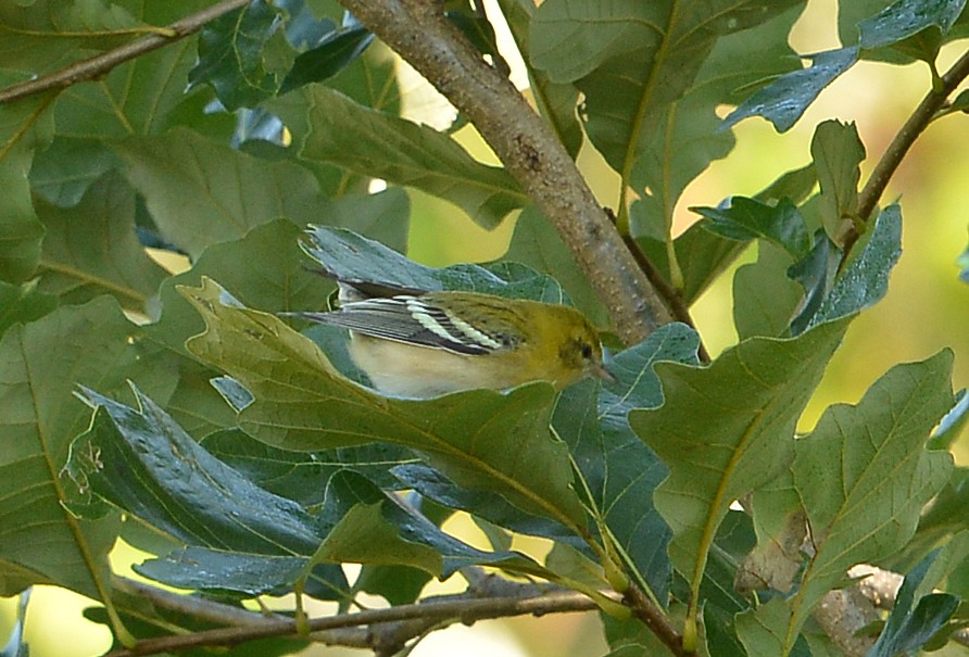 Bay-breasted Warbler - ML609084234