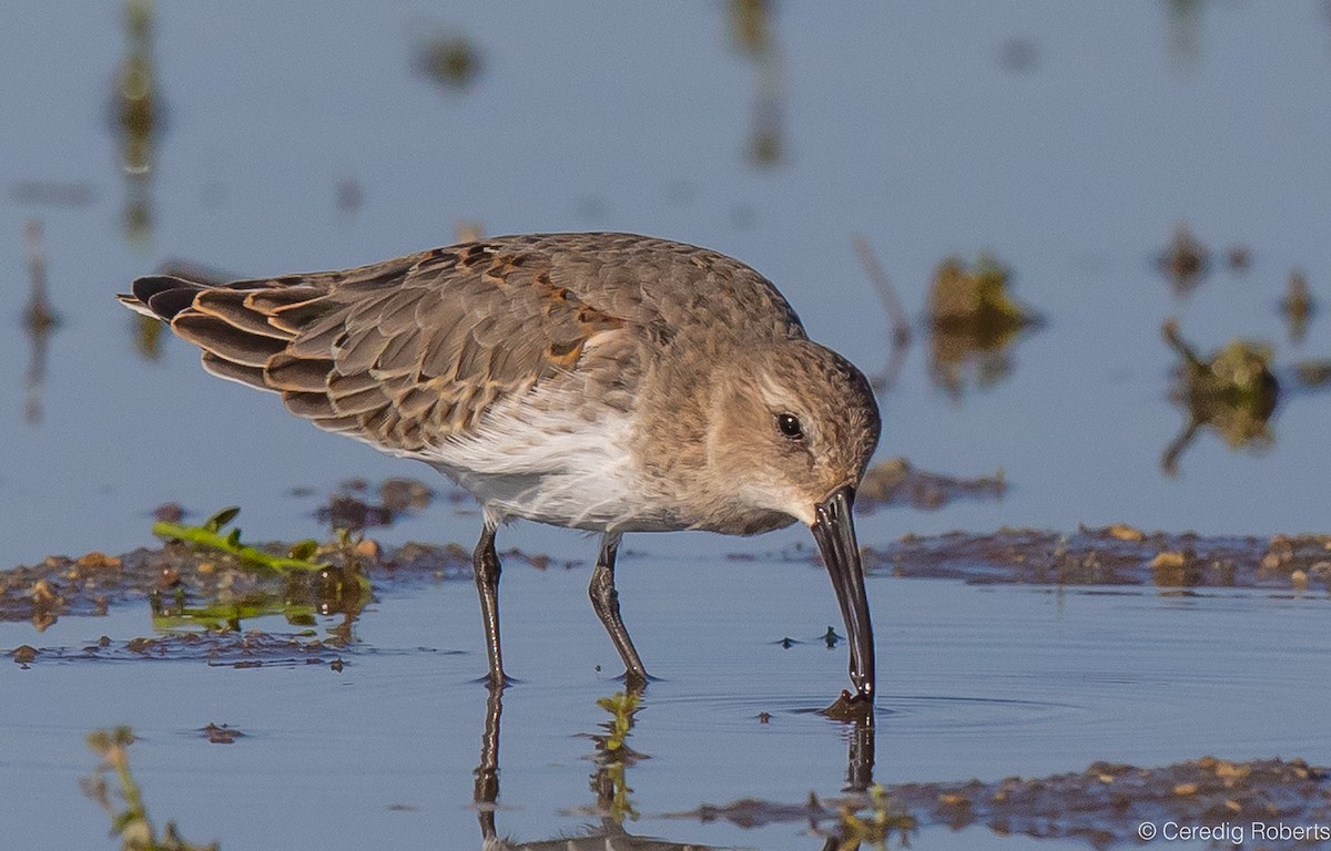 Dunlin - ML609084404