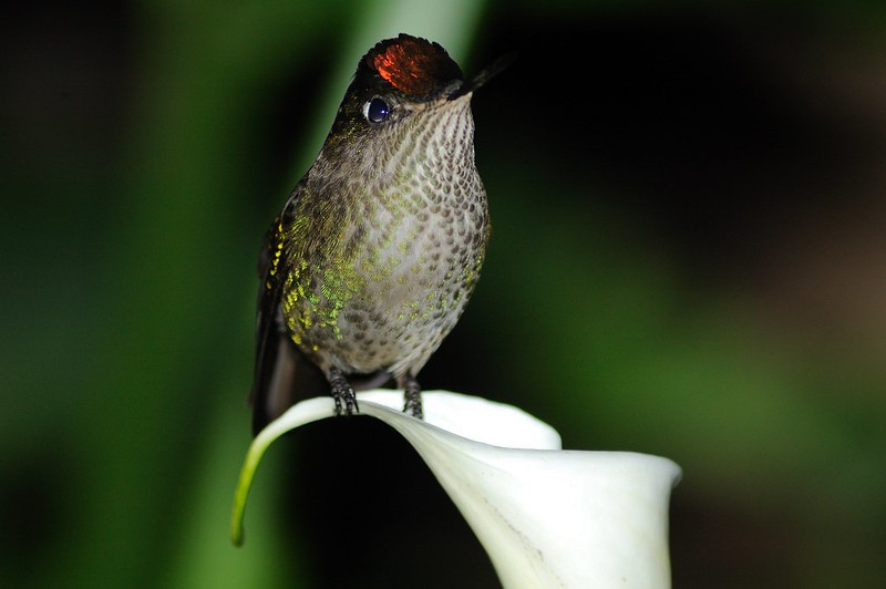 Green-backed Firecrown - ML609084544