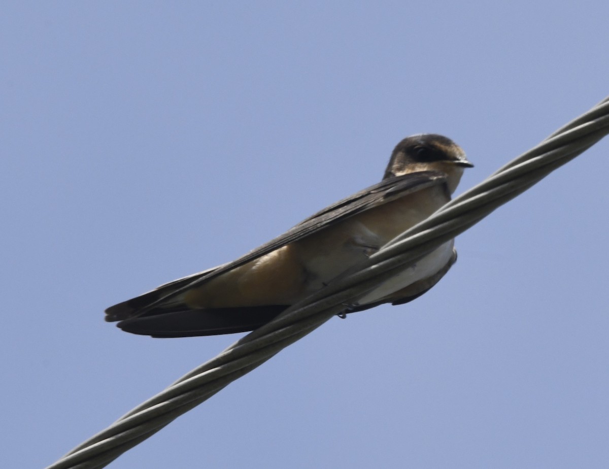 Barn Swallow (American) - ML609085080