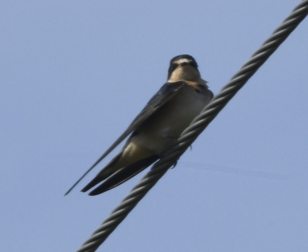 Barn Swallow (American) - ML609085108