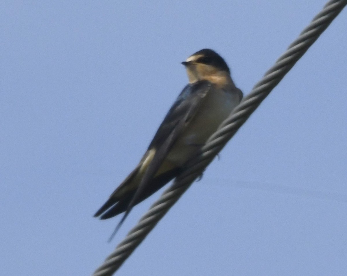 Barn Swallow (American) - ML609085138