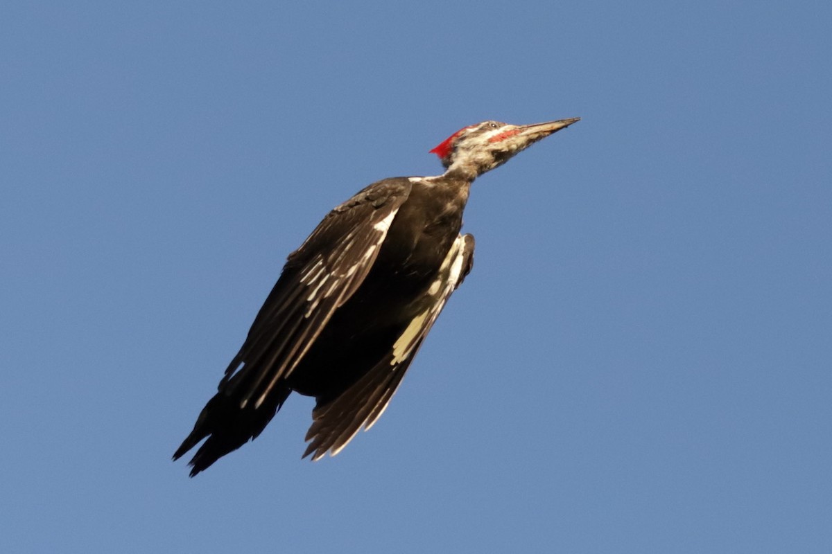 Pileated Woodpecker - ML609085255