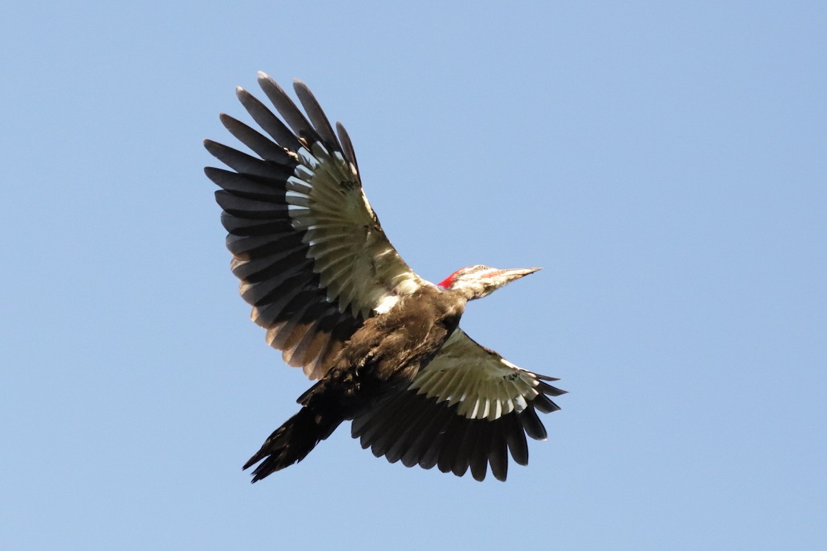 Pileated Woodpecker - ML609085256