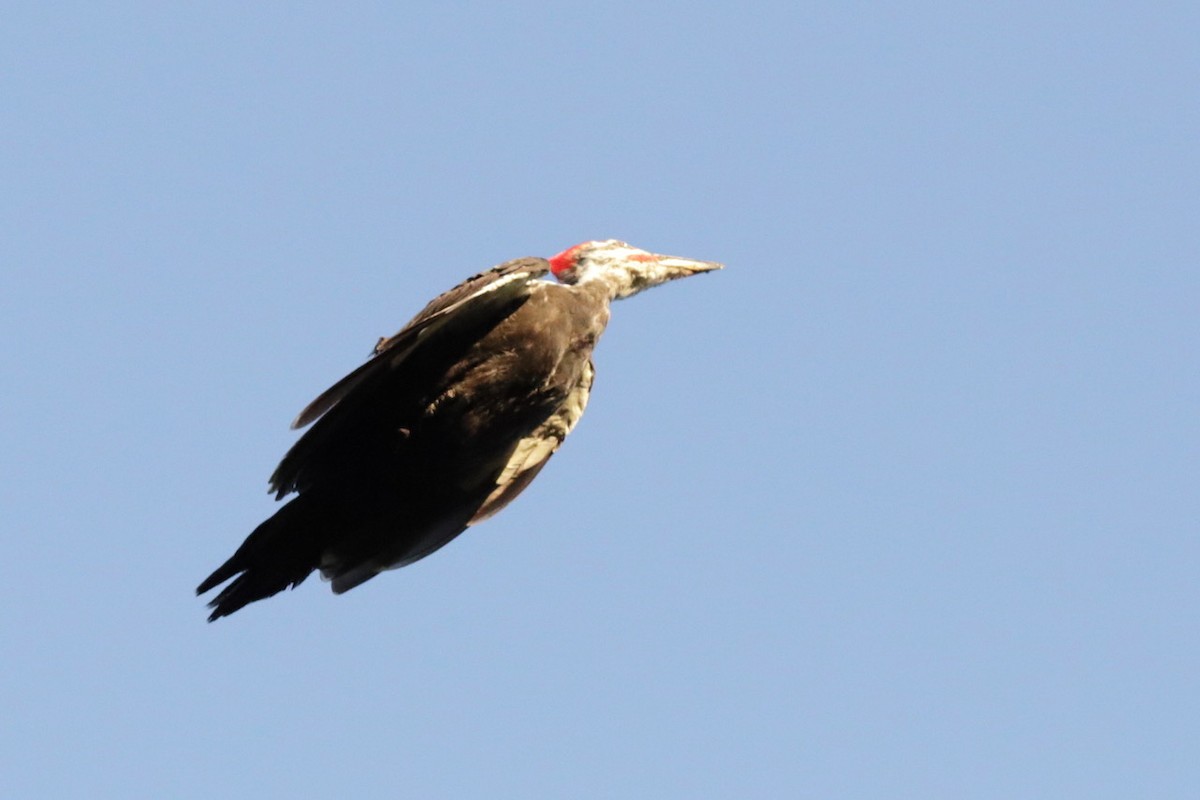 Pileated Woodpecker - ML609085257