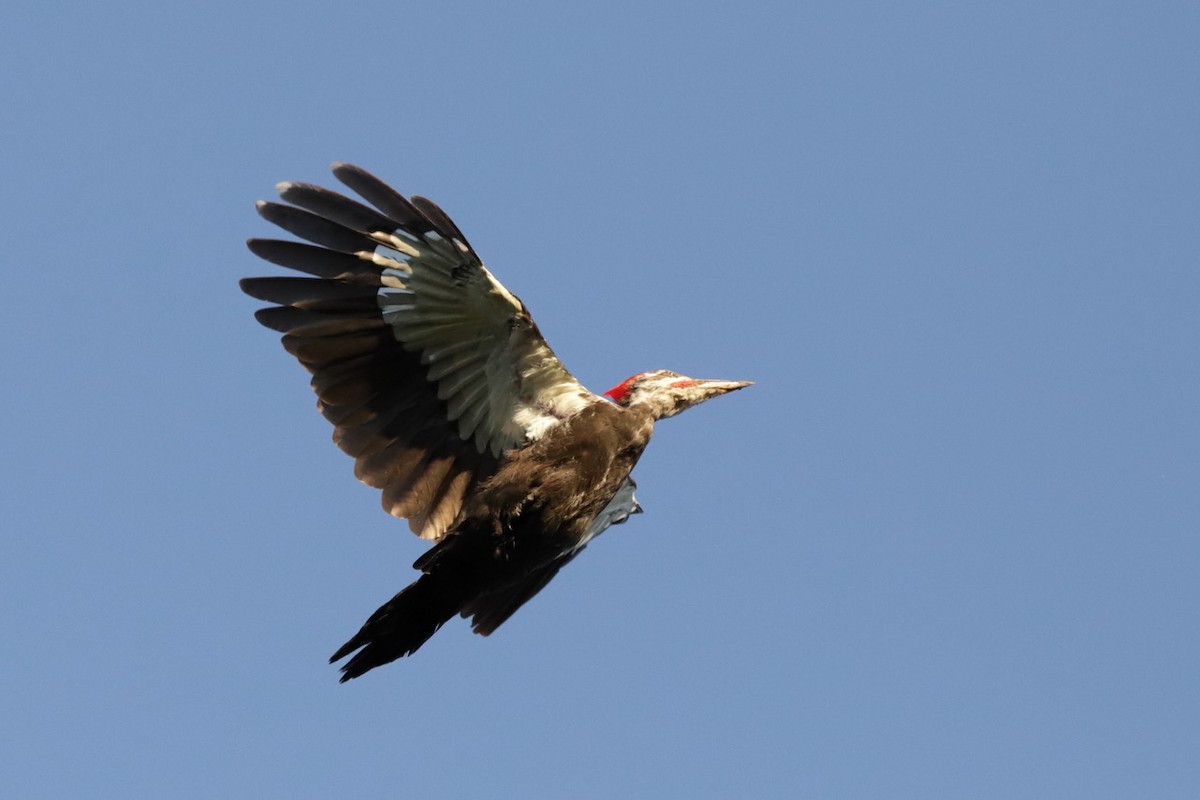 Pileated Woodpecker - ML609085258
