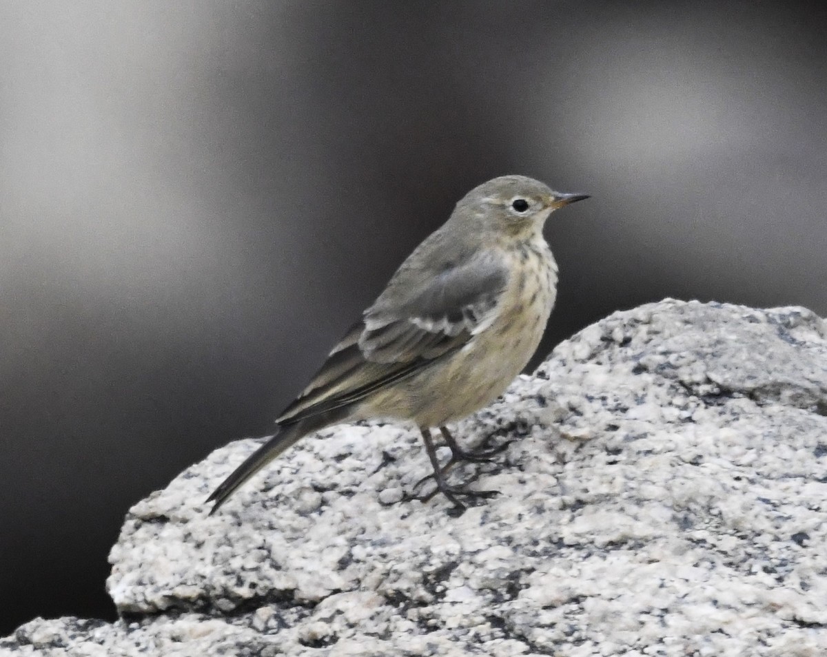 American Pipit - Zachary Peterson