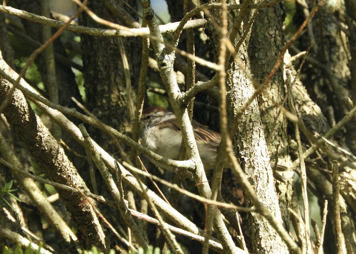 Chipping Sparrow - ML609085588