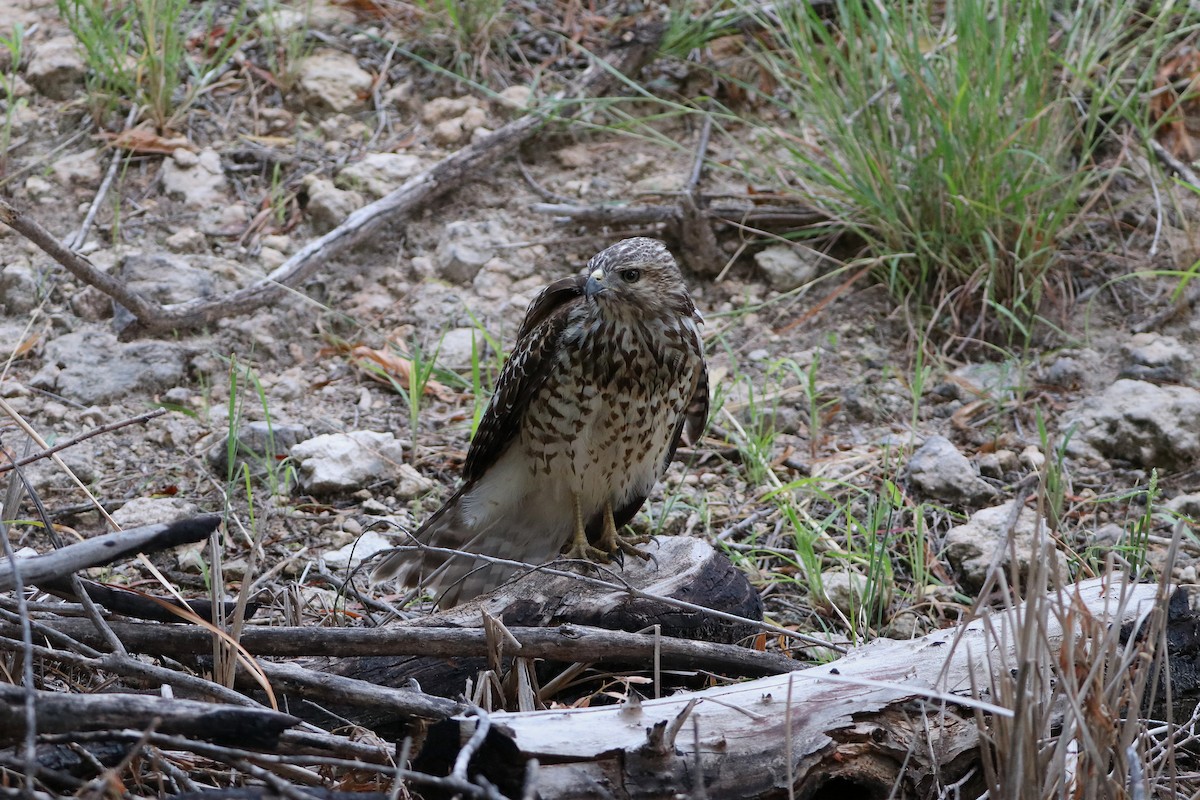 Red-shouldered Hawk - ML609085760