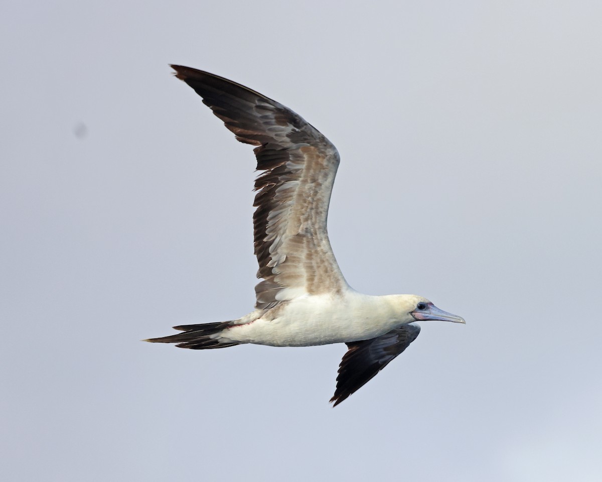 Red-footed Booby - ML609085972