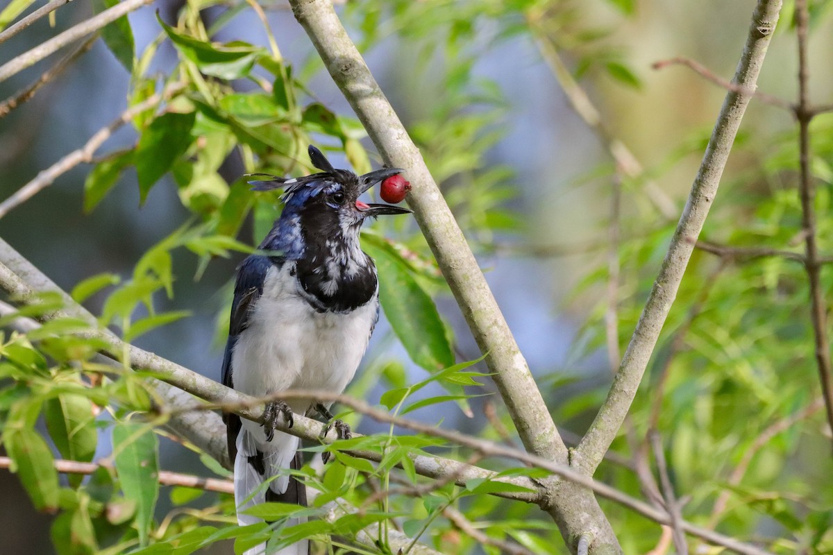 Black-throated Magpie-Jay - ML609086019