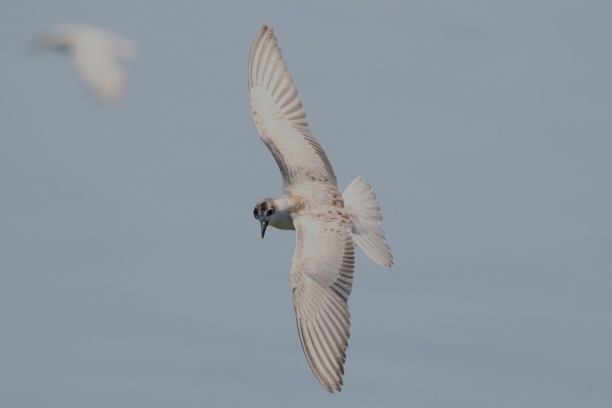White-winged Tern - ML609086193