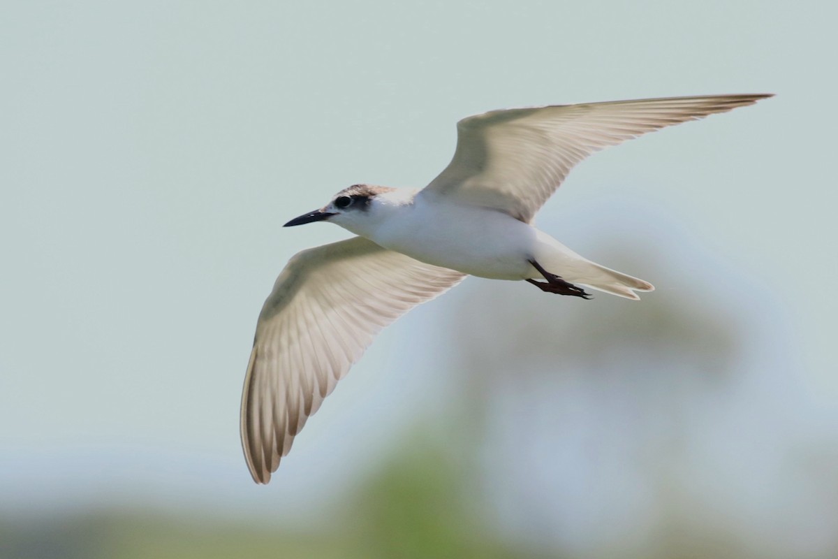 White-winged Tern - ML609086194