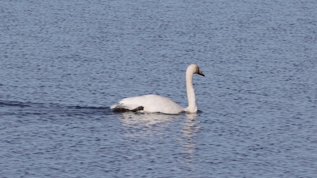 Whooper Swan - ML609086397