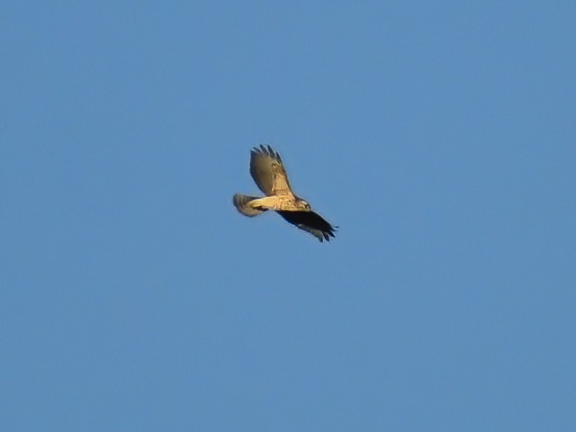Red-shouldered Hawk - ML609086425