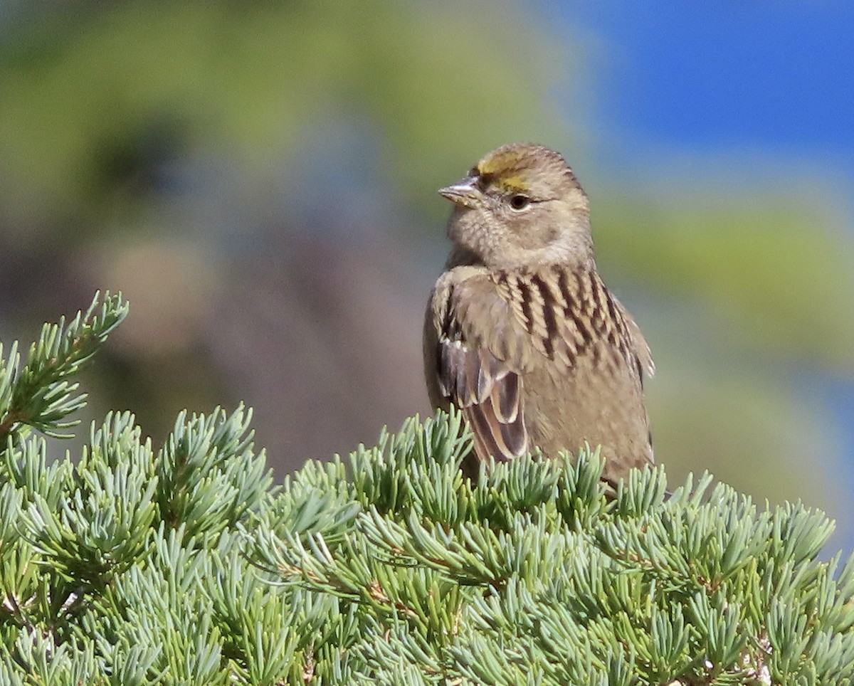 Golden-crowned Sparrow - ML609086513