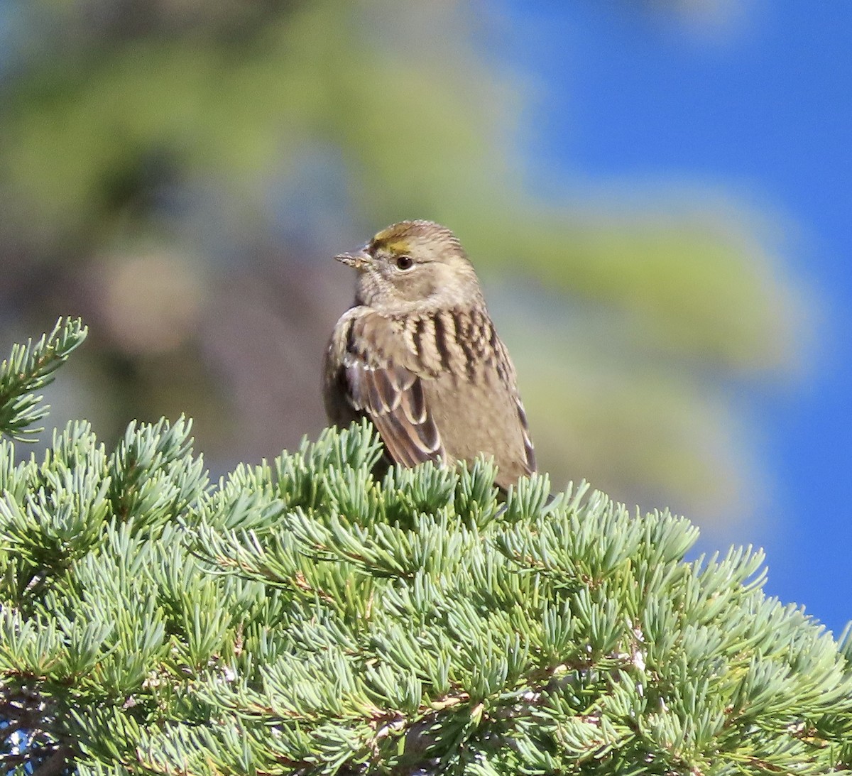 Golden-crowned Sparrow - ML609086515
