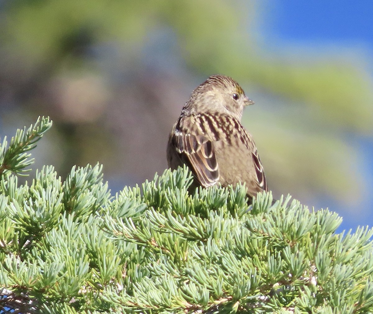 Golden-crowned Sparrow - ML609086517
