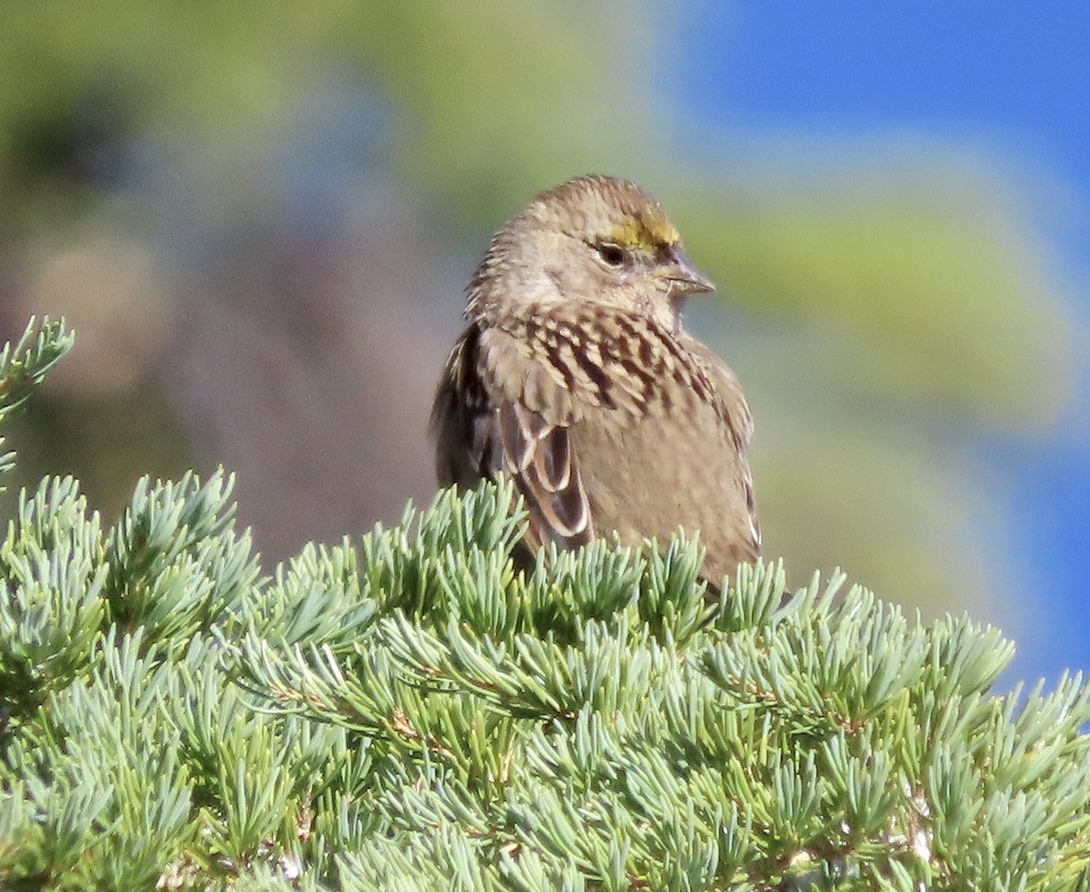 Golden-crowned Sparrow - ML609086518