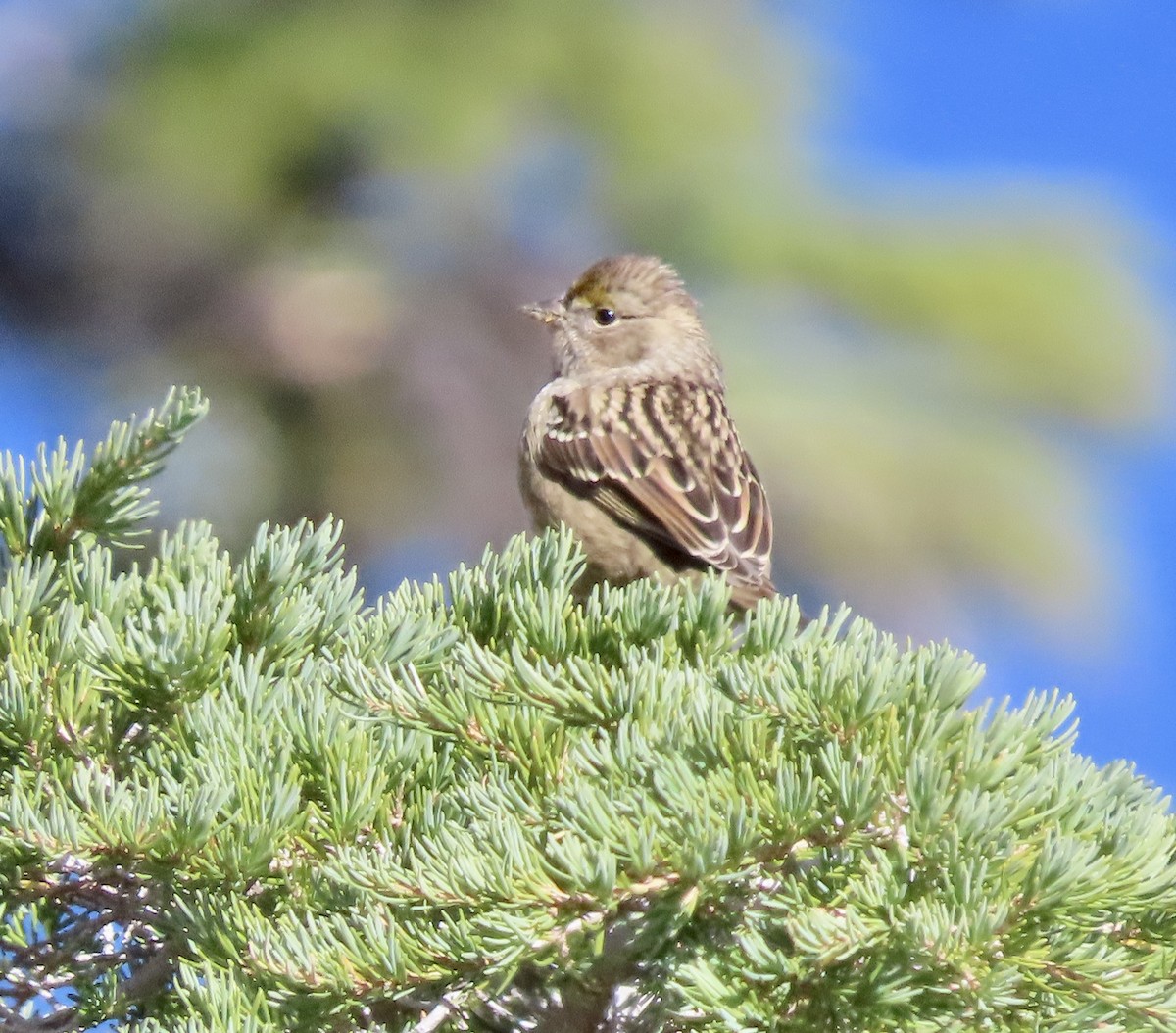 Golden-crowned Sparrow - ML609086519