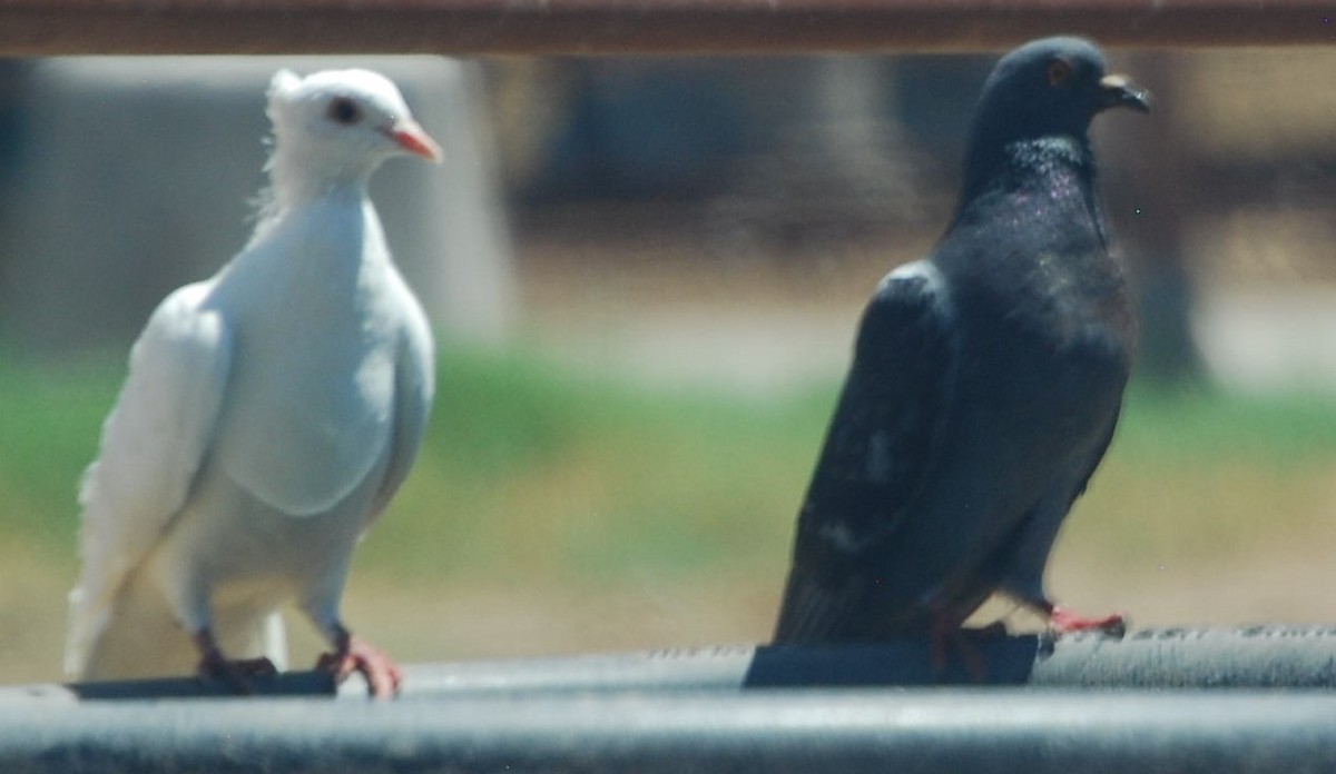 Rock Pigeon (Feral Pigeon) - ML609086647