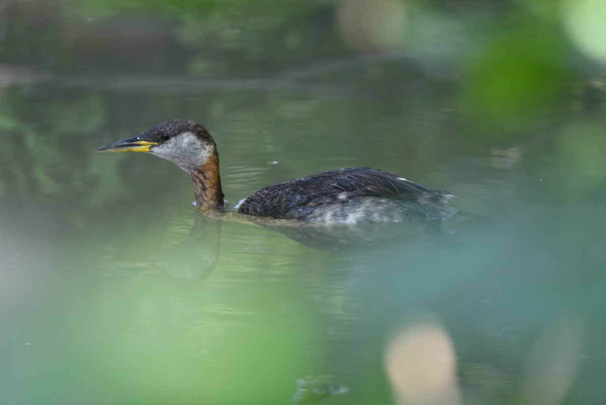 Red-necked Grebe - ML609086814