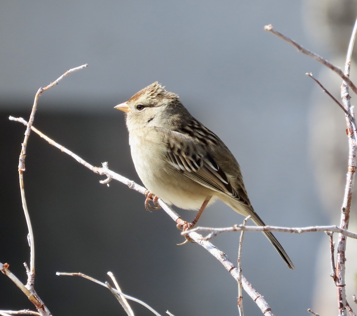 White-crowned Sparrow - ML609086818