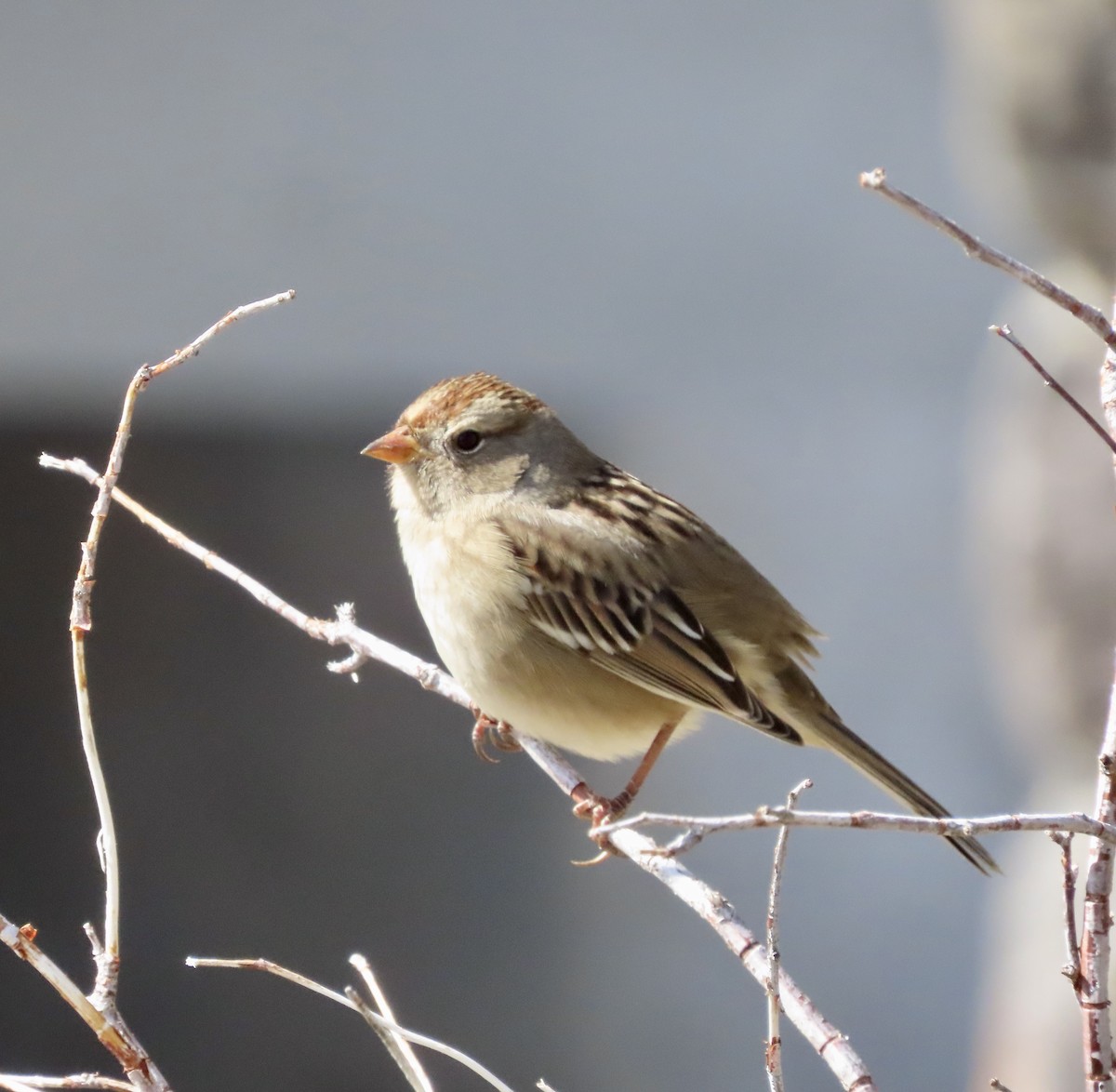 White-crowned Sparrow - ML609086819