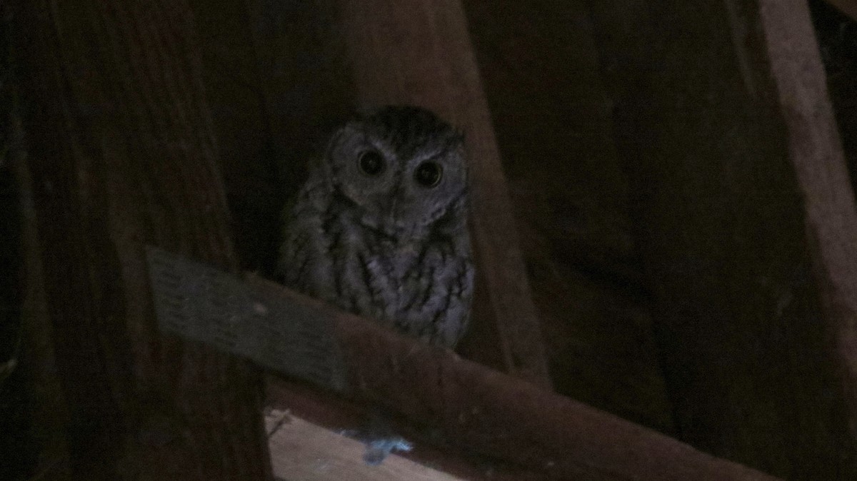 Western Screech-Owl - ML609086830
