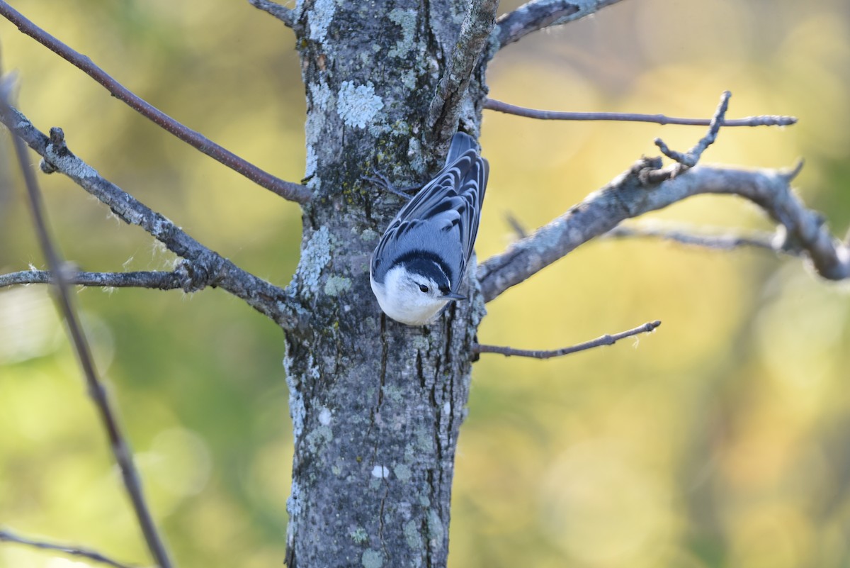 White-breasted Nuthatch - ML609086841