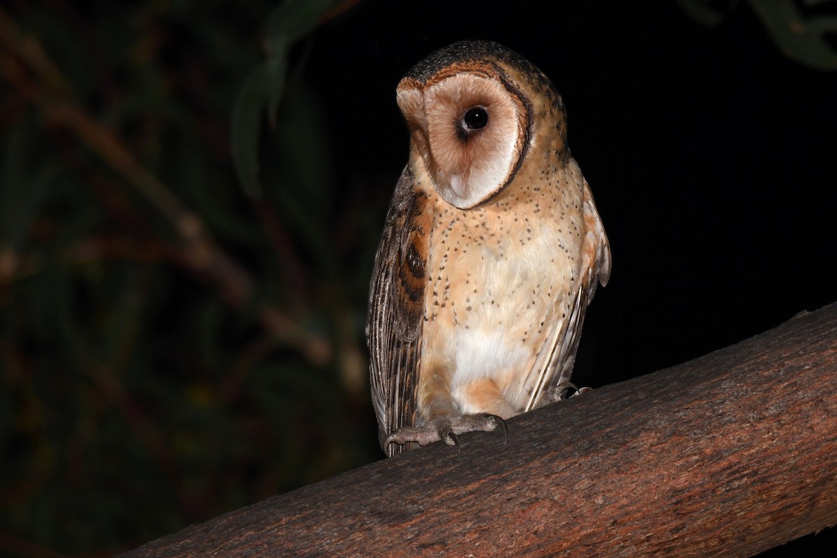Australian Masked-Owl - ML609086842
