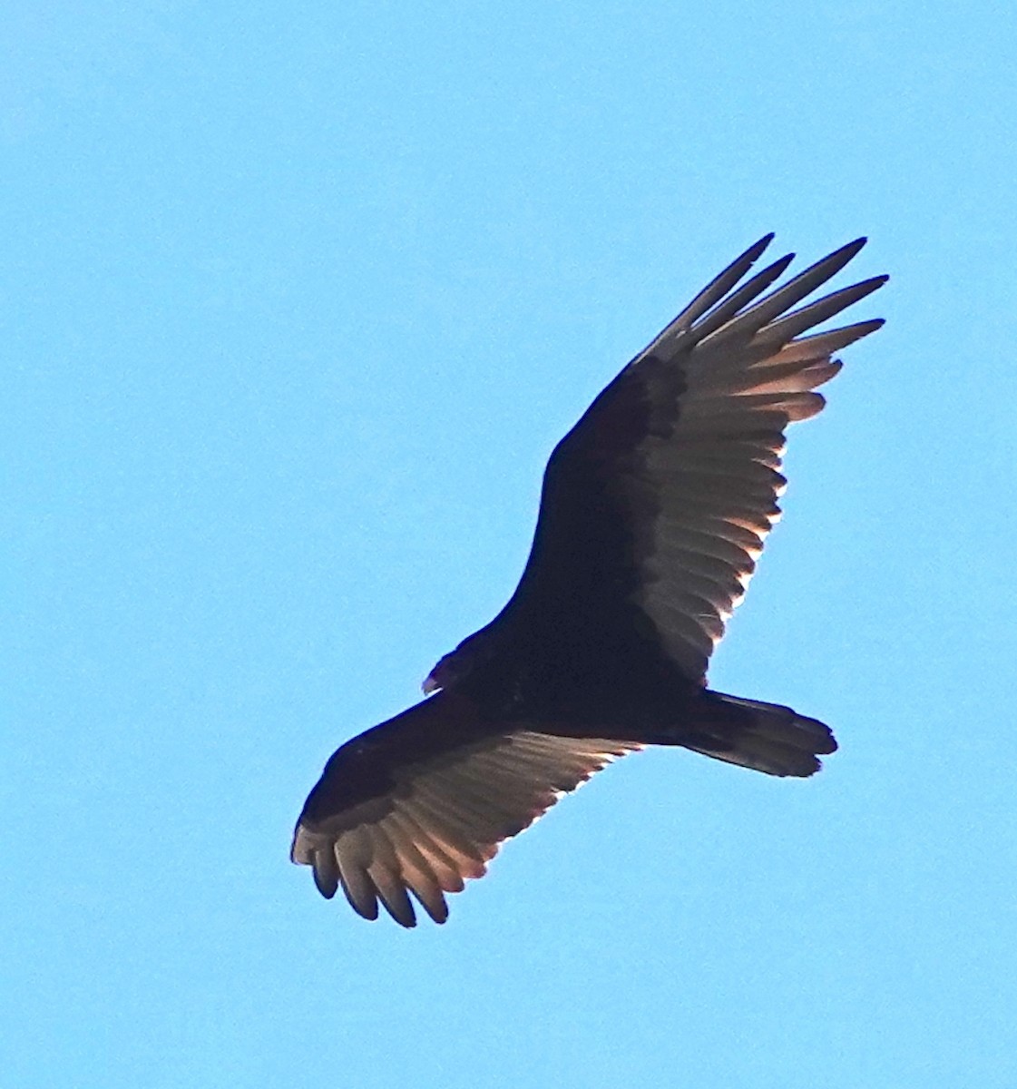 Turkey Vulture - ML609086862