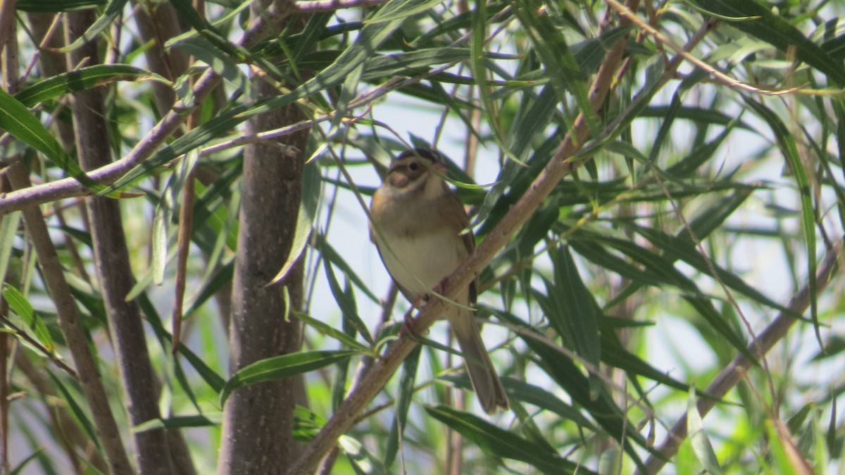 Clay-colored Sparrow - ML609086870