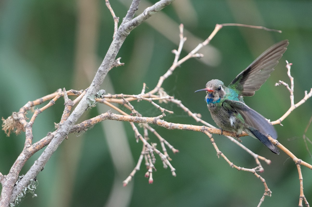 Broad-billed Hummingbird - Kaleb Friend