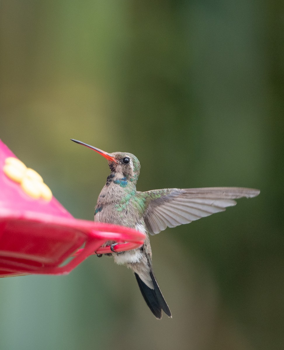 kolibřík širokozobý - ML609087036
